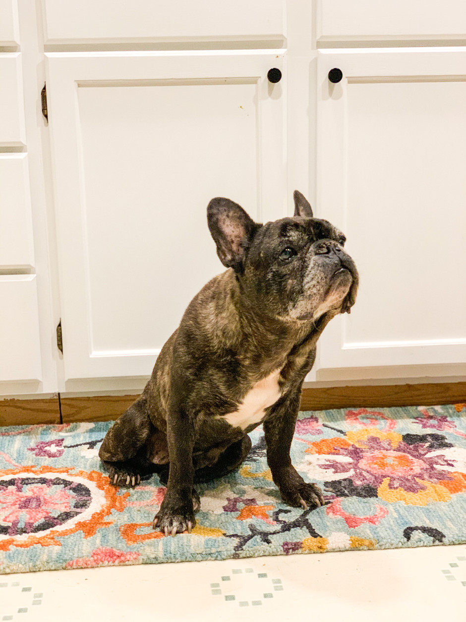 Koa A lesson in Reputable vs. Retail Rescue and Raw Feeding