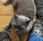 Cat sitter, pet sitting in Warsash, Locks Heath, Park Gate, Whiteley, Bursledon, Swanwick, Sarisbury Green, Hedge end