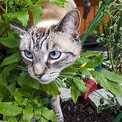 cat sitting in Warsash, Bursledon, Whiteley, Locks Heath, Park gate and Sarisbury green