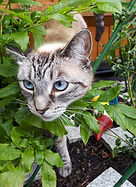 Cattery in Sarisbury green, Lock Heath, Park Gate, Warsash, Whiteley, Bursledon