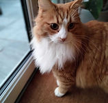 Cat sitter, pet sitting in Warsash, Locks Heath, Park Gate, Whiteley, Bursledon, Swanwick, Sarisbury Green, Hedge end