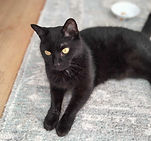 Cat sitter, pet sitting in Warsash, Locks Heath, Park Gate, Whiteley, Bursledon, Swanwick, Sarisbury Green, Hedge end