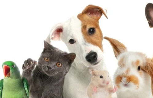 pet sitter, cat sitter, rabbit sitter, dog walker in Warsash, Park Gate, Locks Heath, Whiteley, Bursledon