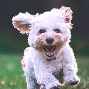 dog walking, group or sole dog walking in Sarisbury green, Locks Heath, Park Gate, Segensworth, Warsash, Whiteley, Bursledon, Hedge end