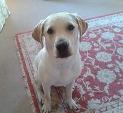 Puppy sitter, dog walking in Warsash, Locks Heath, Park Gate, Whiteley, Bursledon, Swanwick, Sarisbury Green, Hedge end