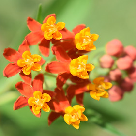 5- Asclepias curassavica → introducida 1.jpg
