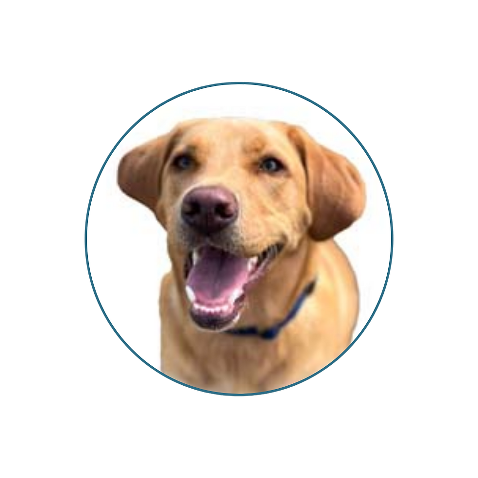 pfp SVC Site (9).png