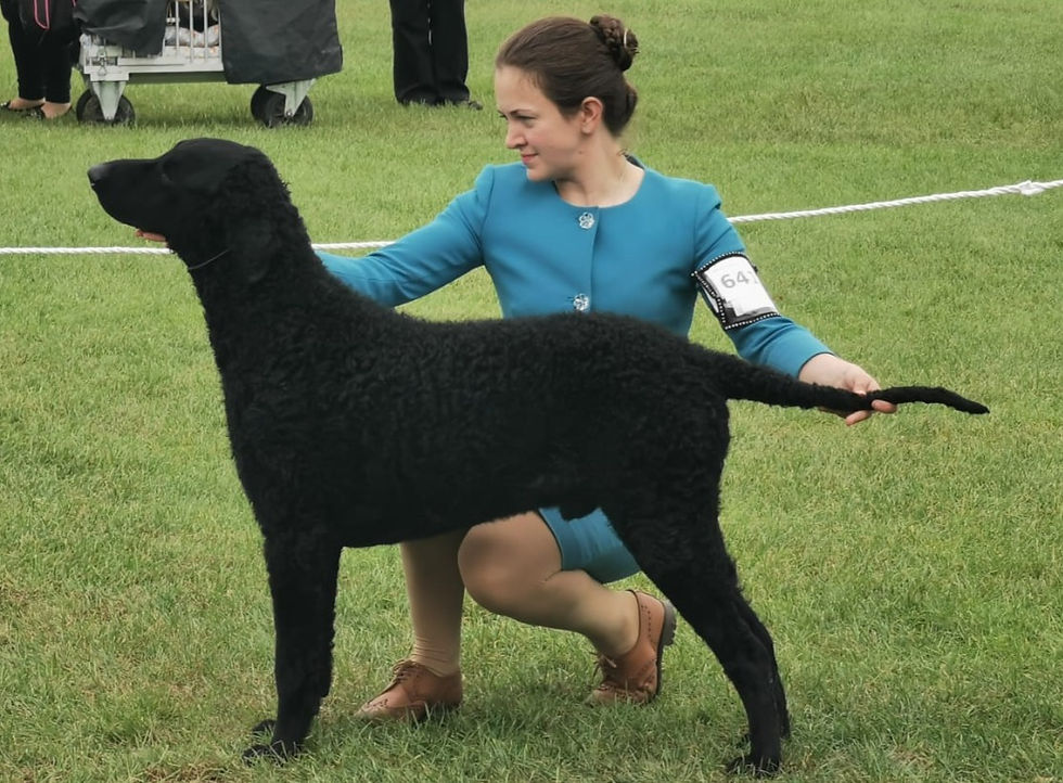 Molokain Doingt he Do at Cetgueli Curly Coated Retriever Stud dog Sarah Finch show dog handling