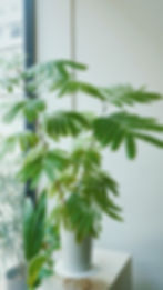 everfresh tree.jpeg