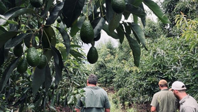 "Praat Avo of Tsek" - The Afrikaans farmers from Levubu