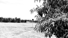 Mokgalabje 'Monwana' and his 'Maluma' tree.