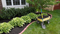 black mulch.jpeg