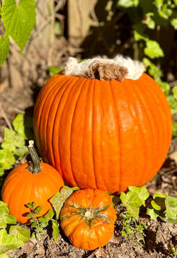 384182215_829163845543439_8055080888651051094_n - Copy - Copy - Copy.jpg