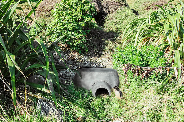 From Line to Loop. Korora Nesting Box_