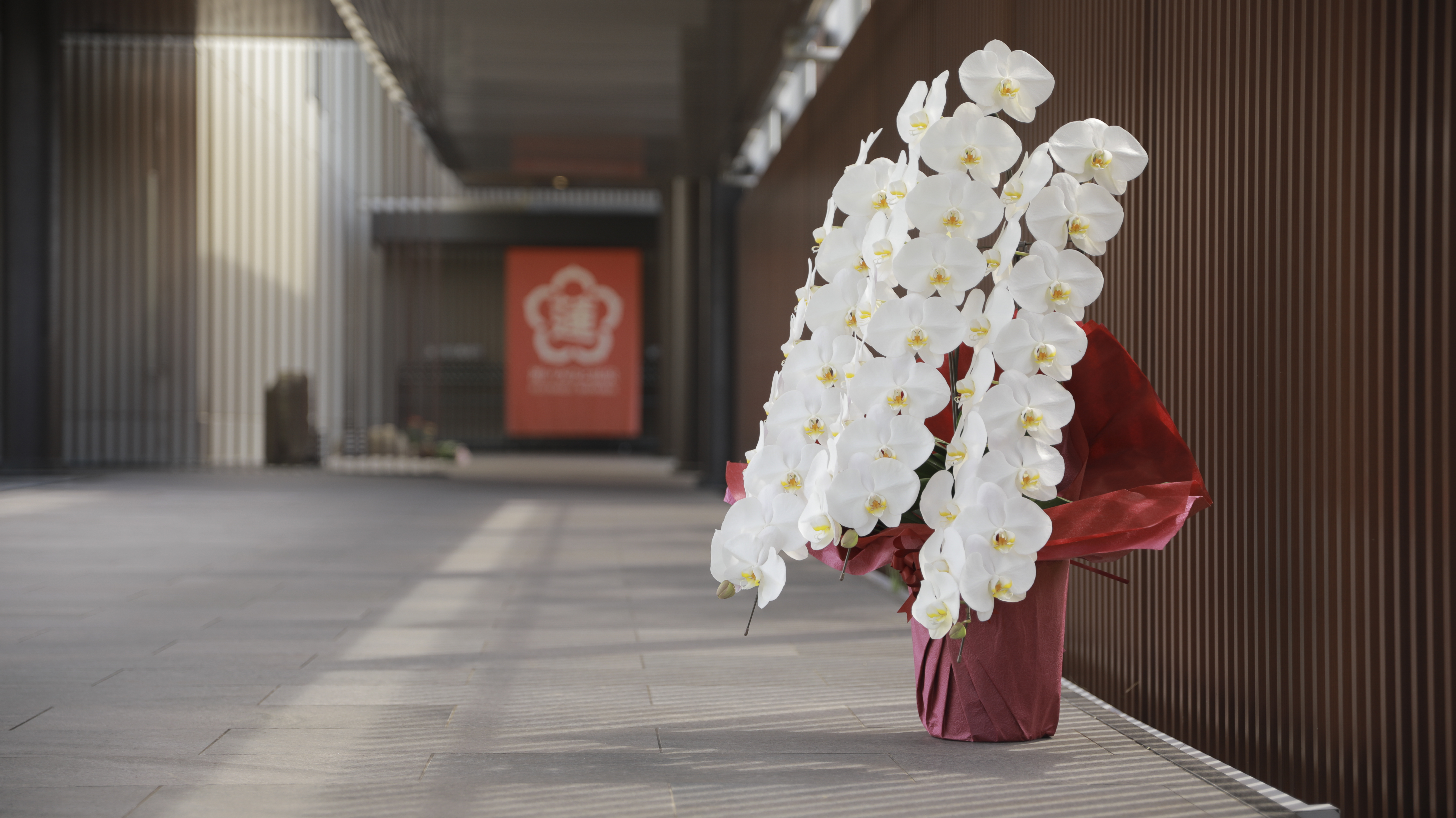 胡蝶蘭 通販 配送 Ranregalo