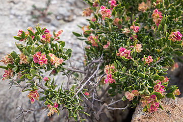Adobe Town North (8 of 90).jpg