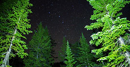 A starry night sky peaks through the forest canopy in a Wyoming Roadless Area.