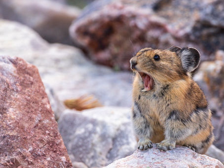 The Charismatic Mini-Fauna of High Places