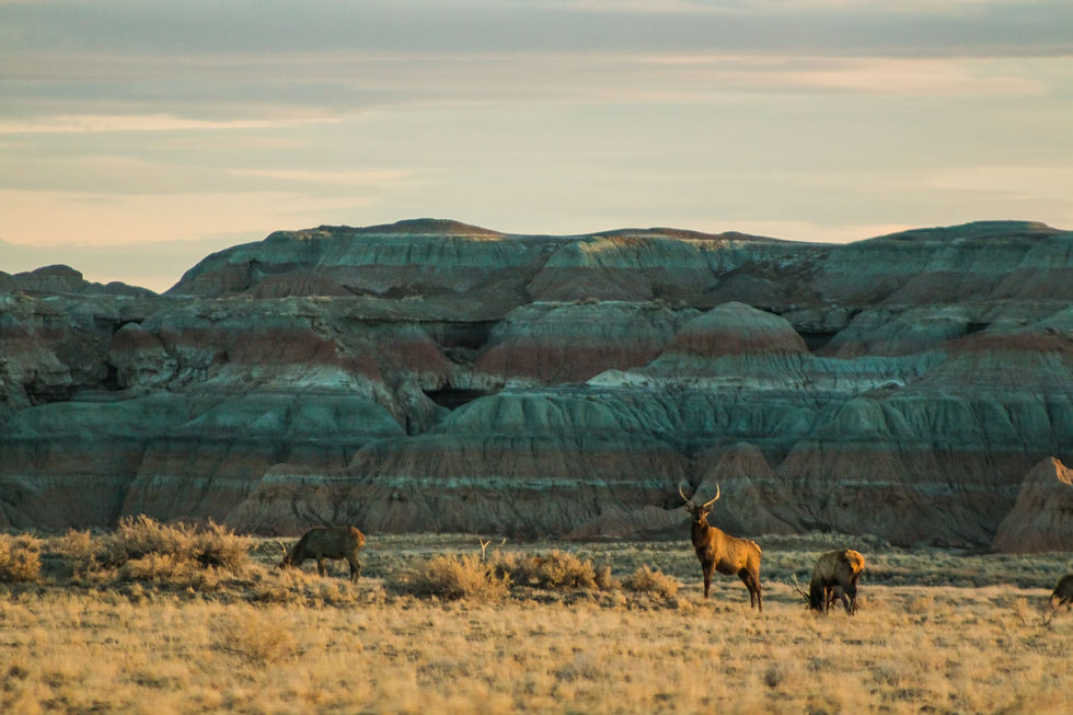 Elk graze on BLM-managed land in the Honeycomb Buttes.