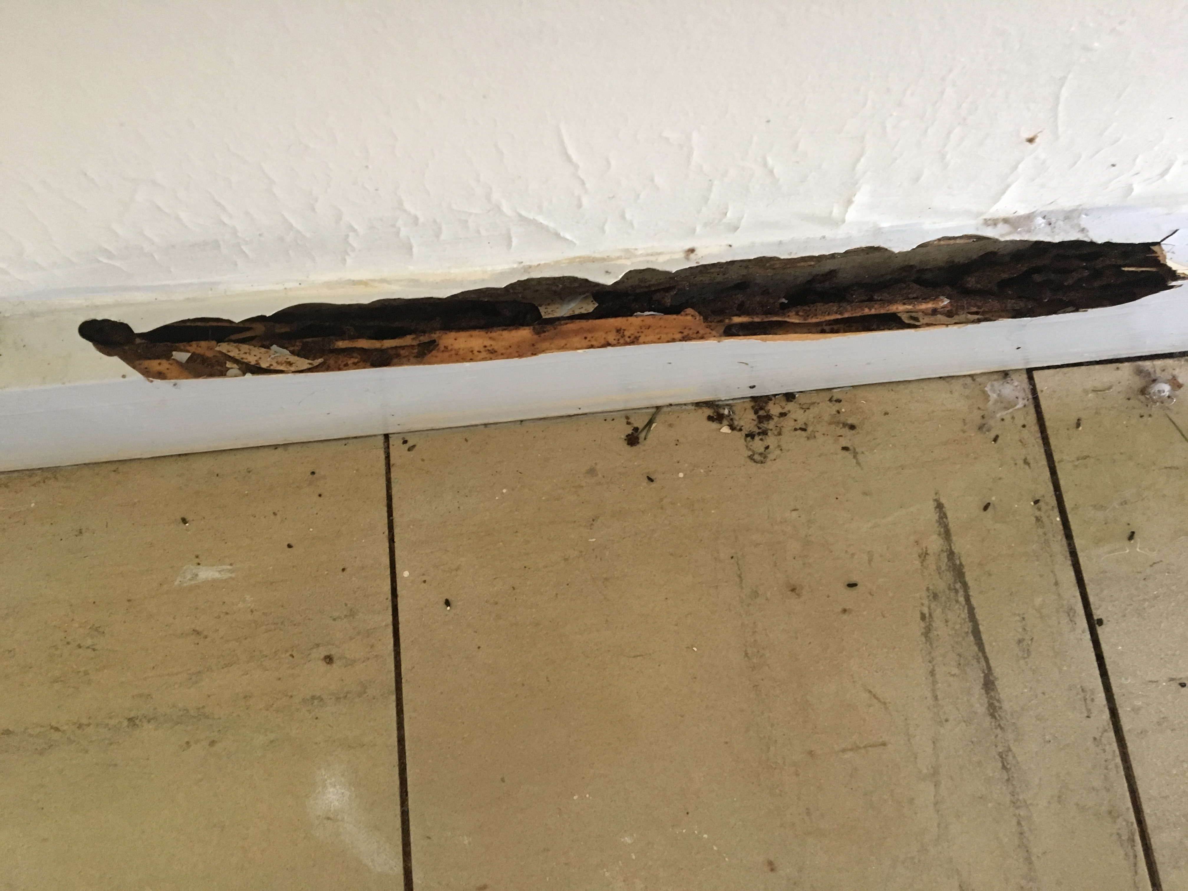 Skirting board damage in Townsville