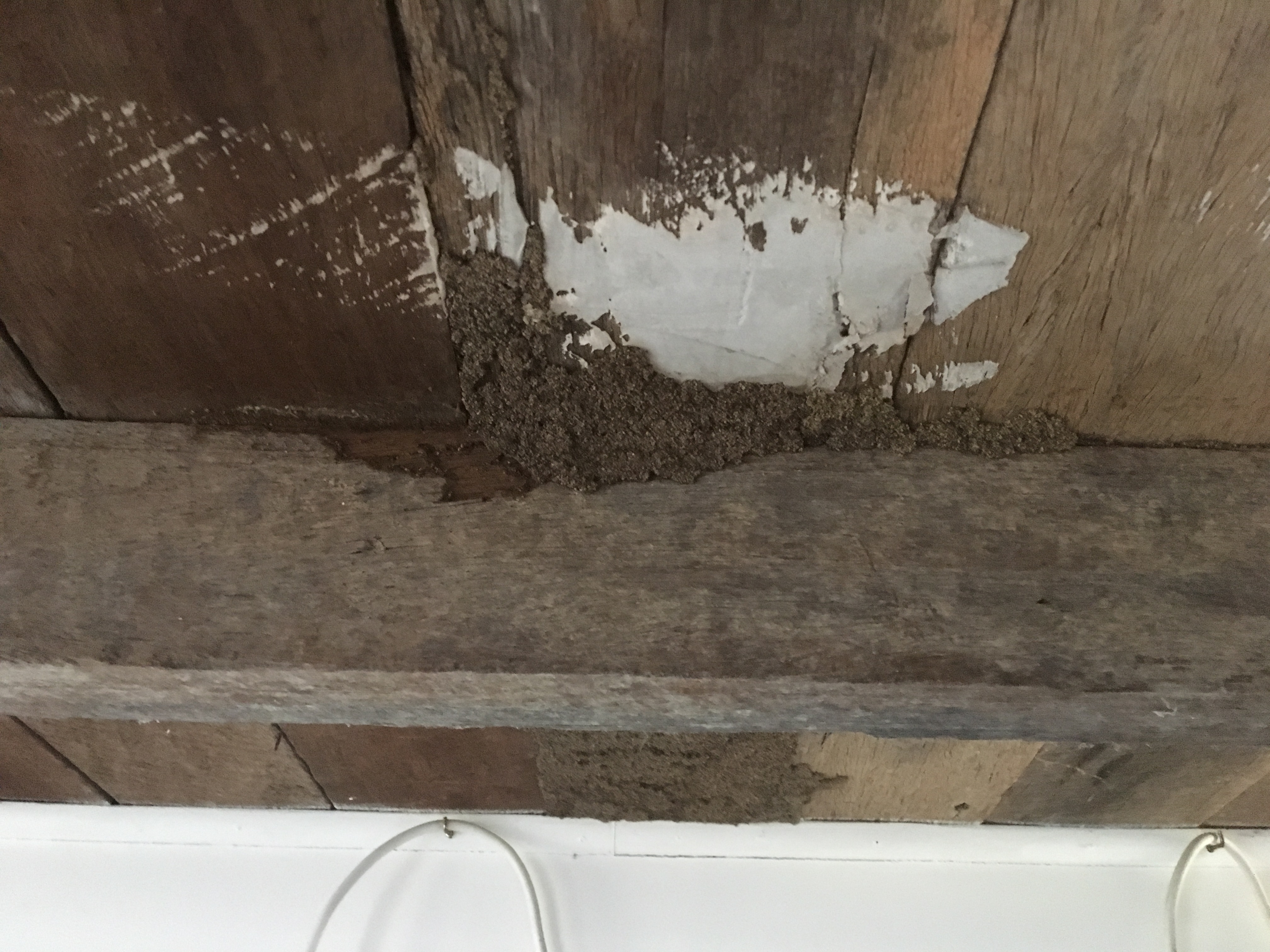 Termite tracks mud leads in the subfloor of Townsville house