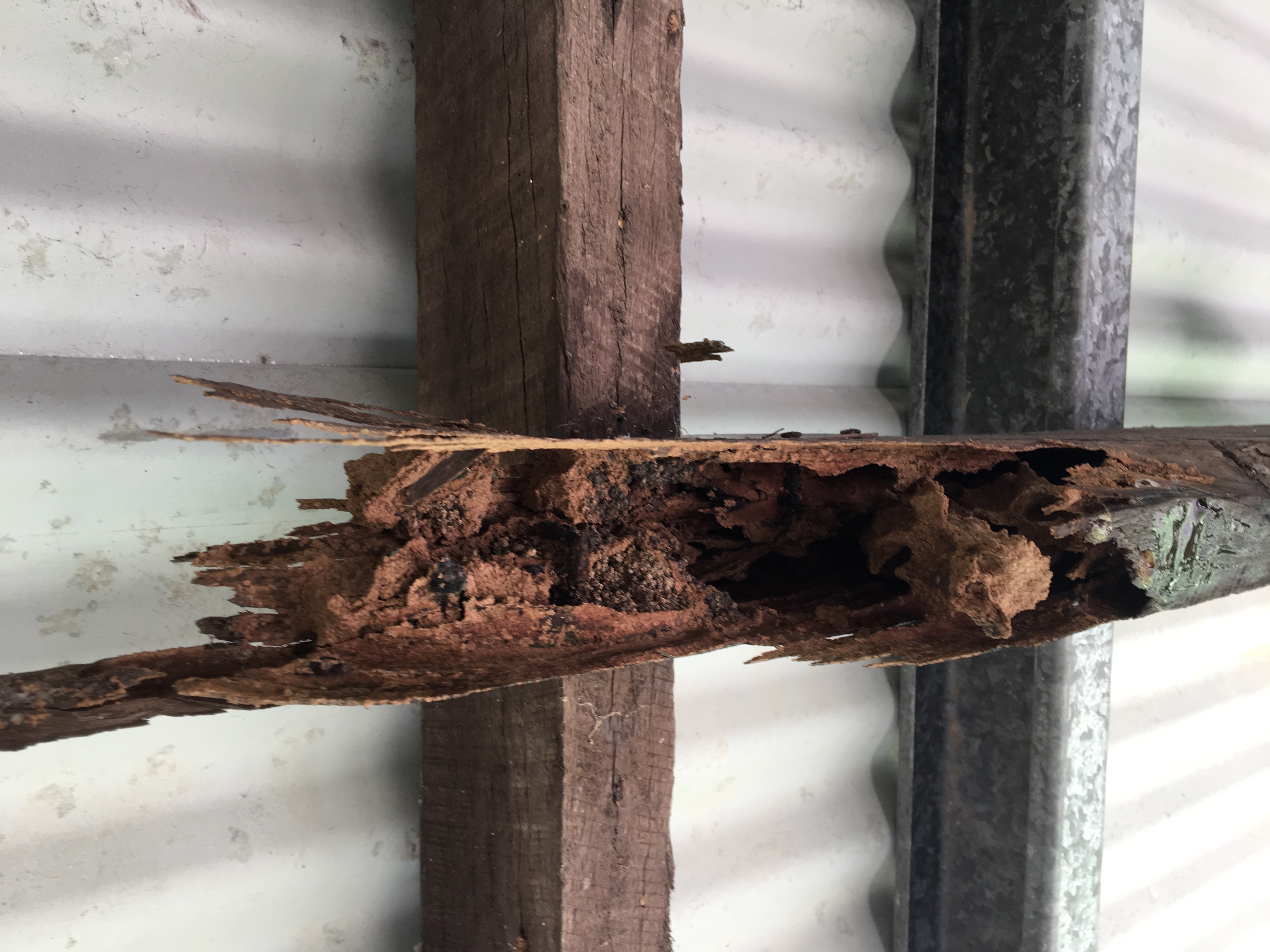 Damage caused by Mastotermes termite in Townsville