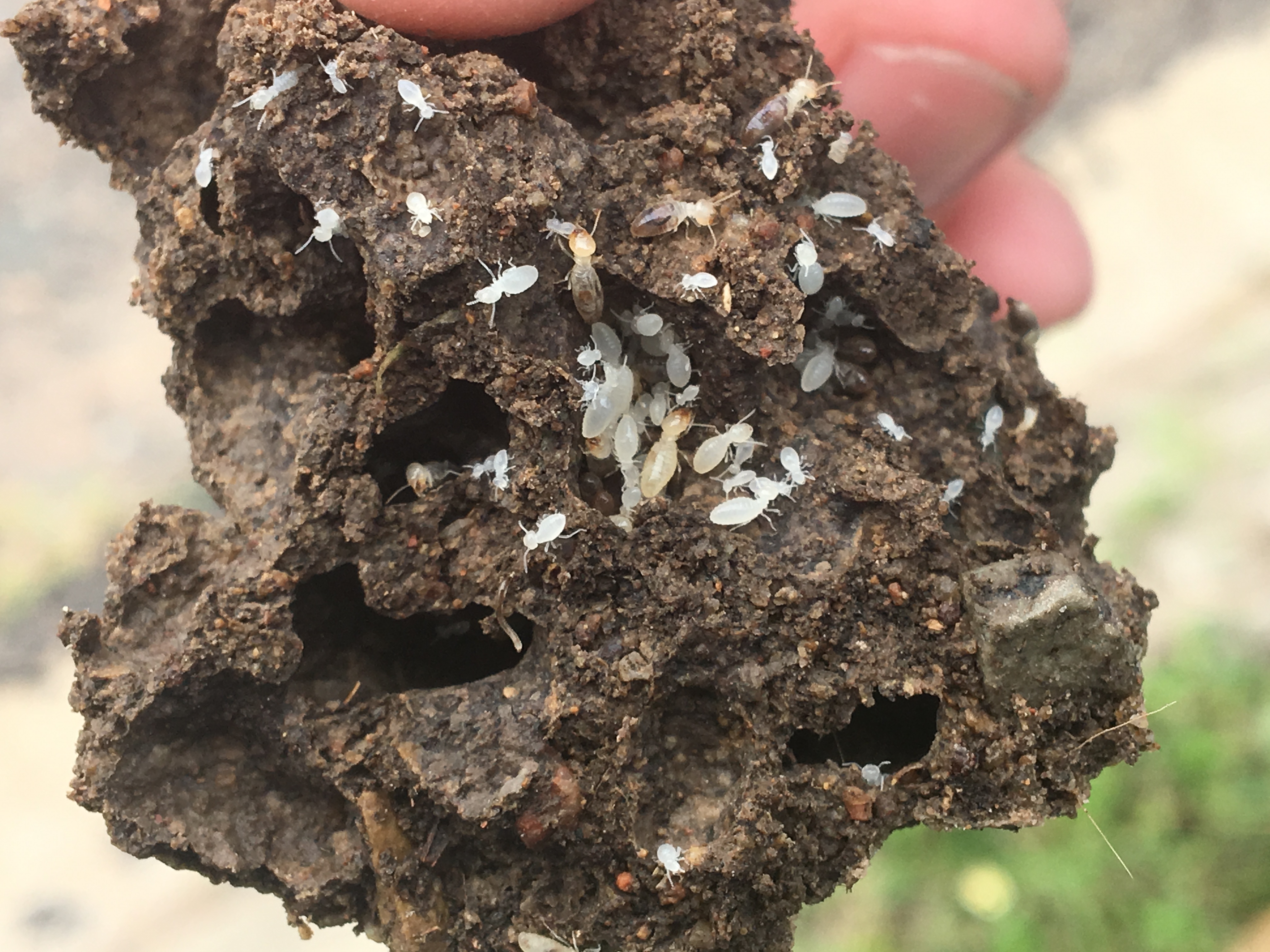 Termite soldiers and termite workers