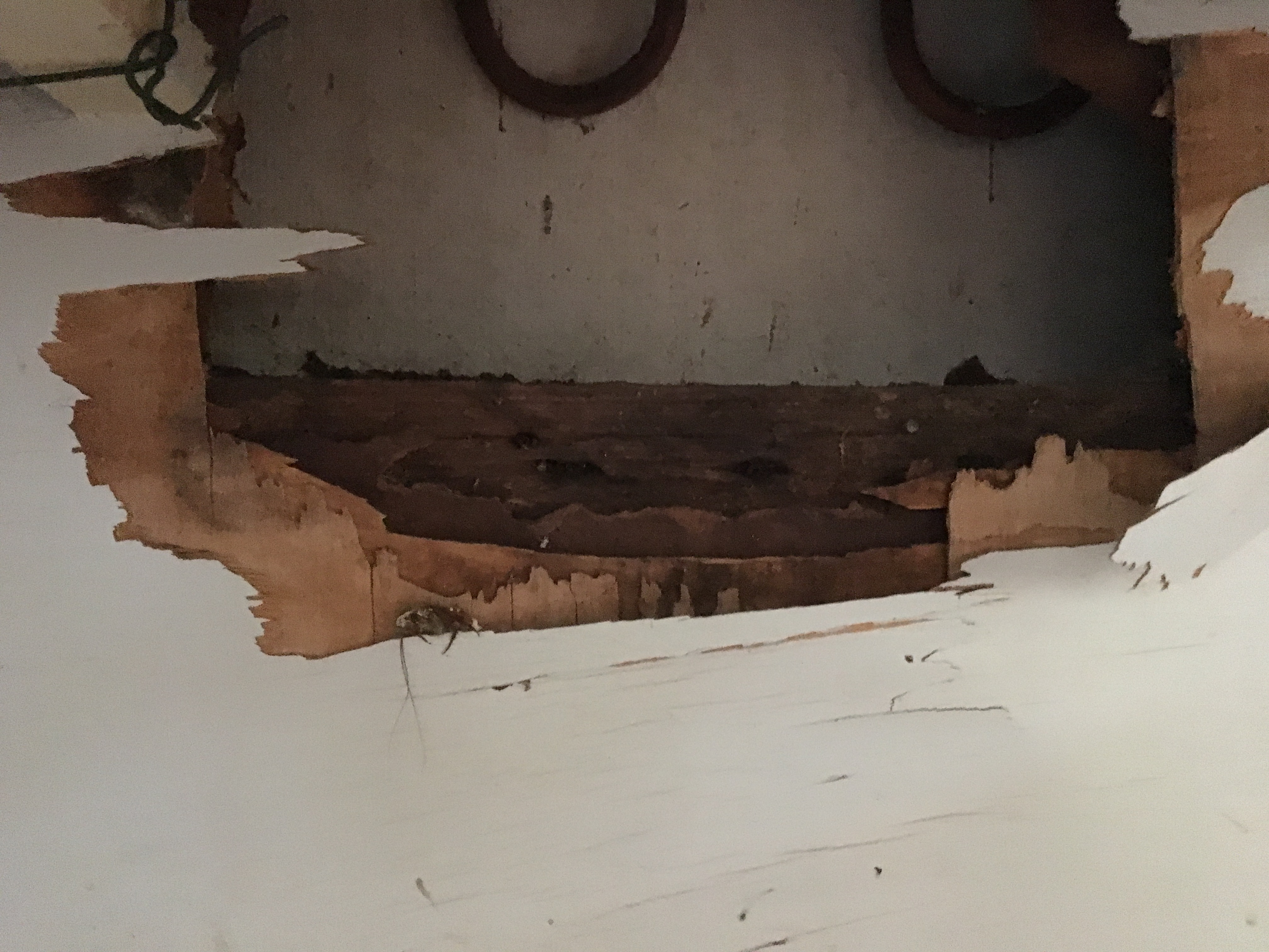 Mastoterme termite damage in kitchen