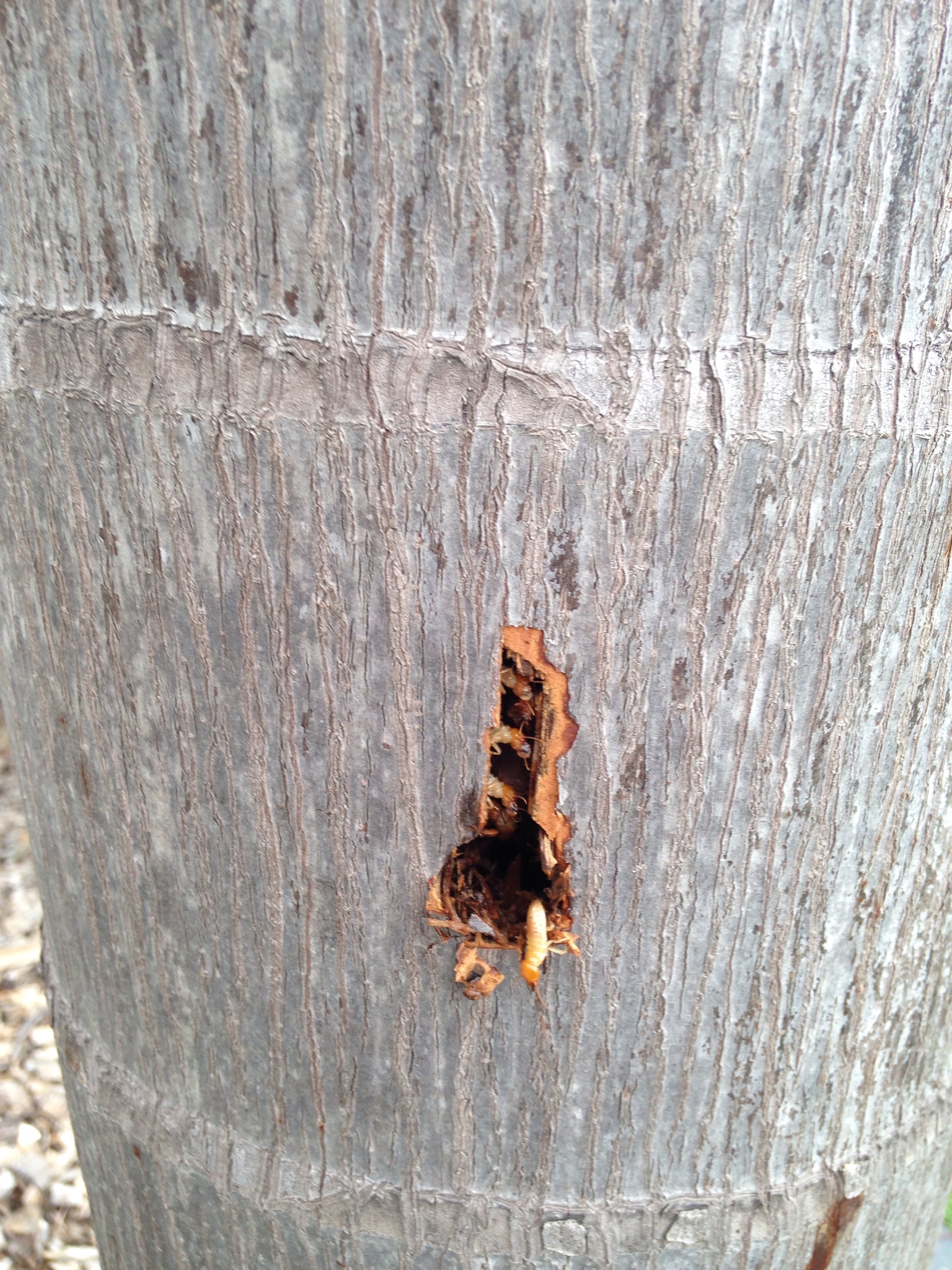 Mastoterme soldier coming out to attack after drilling hole into nest in Foxtail palm in Townsville
