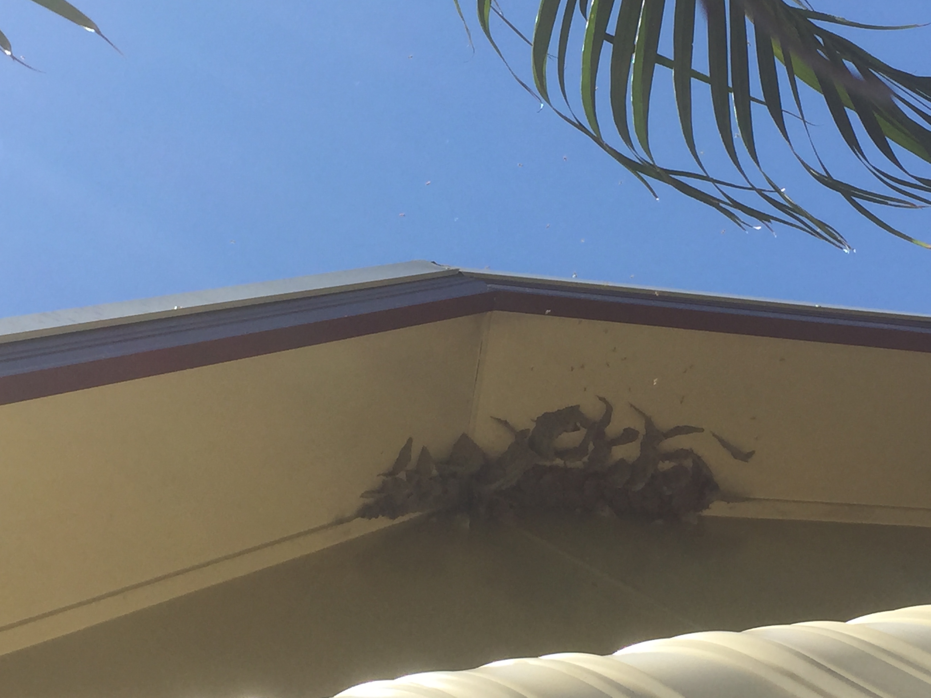 Paper Wasps underneath eave