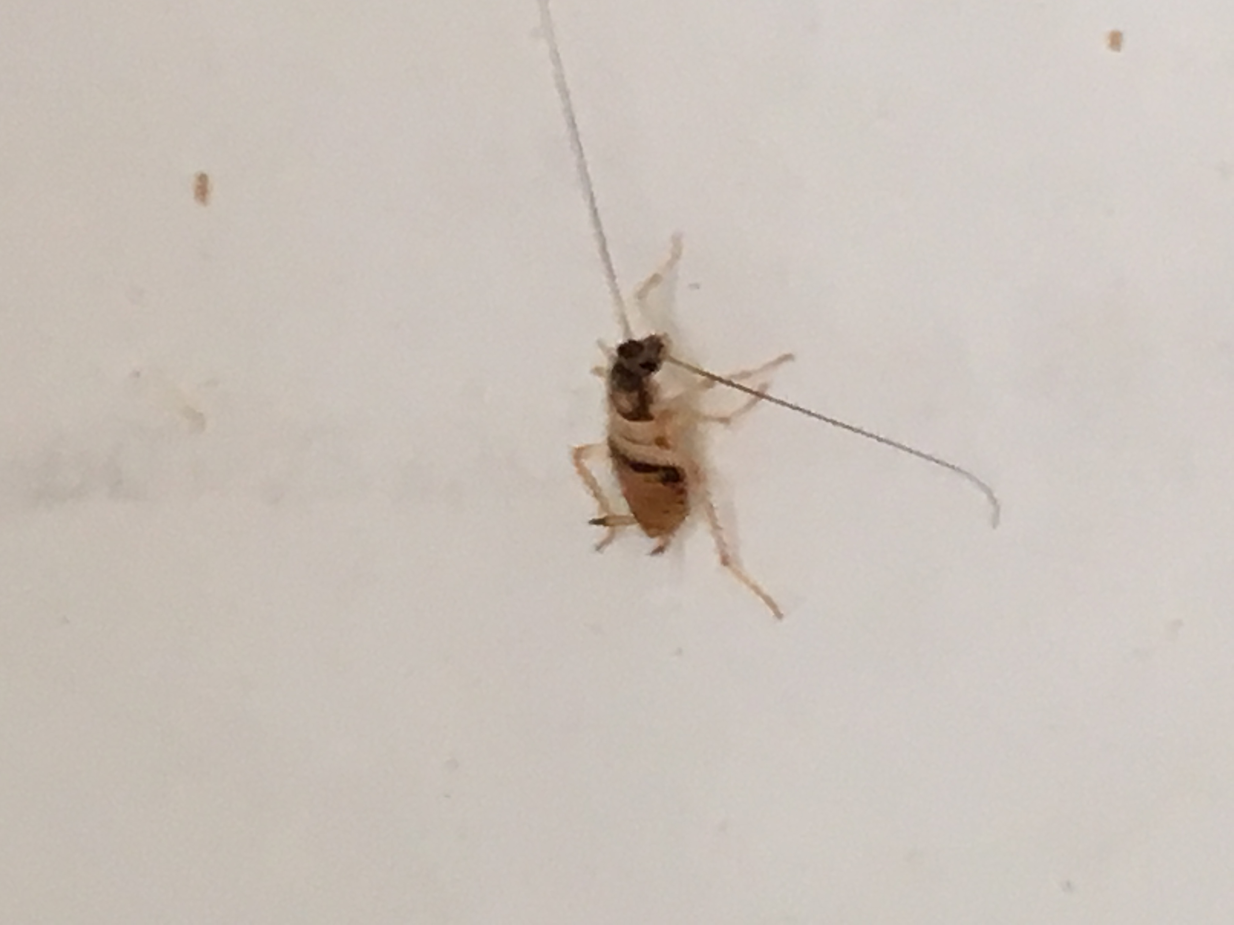 Juvenile German cockroach