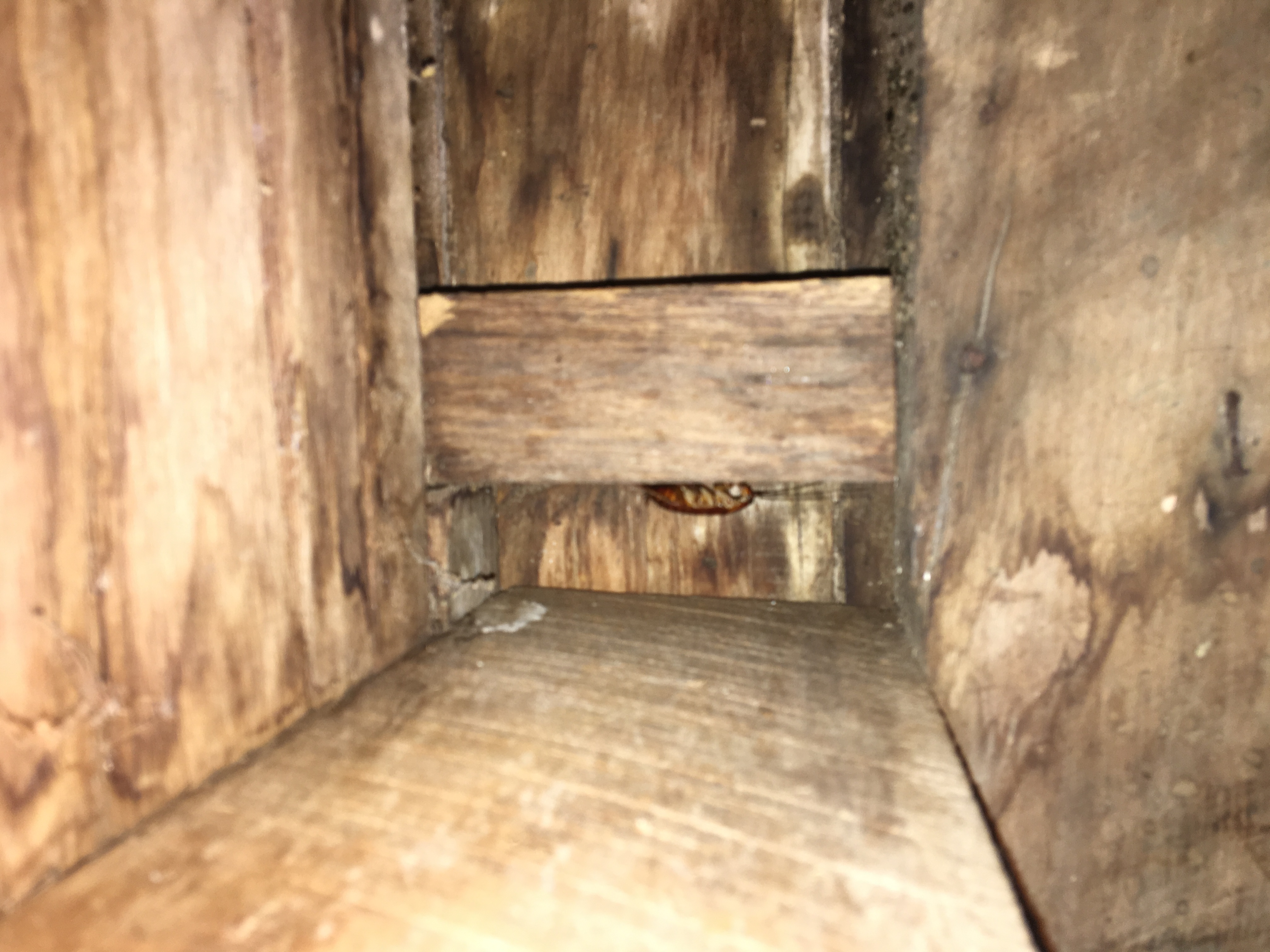 American cockroach hiding in the subfloor
