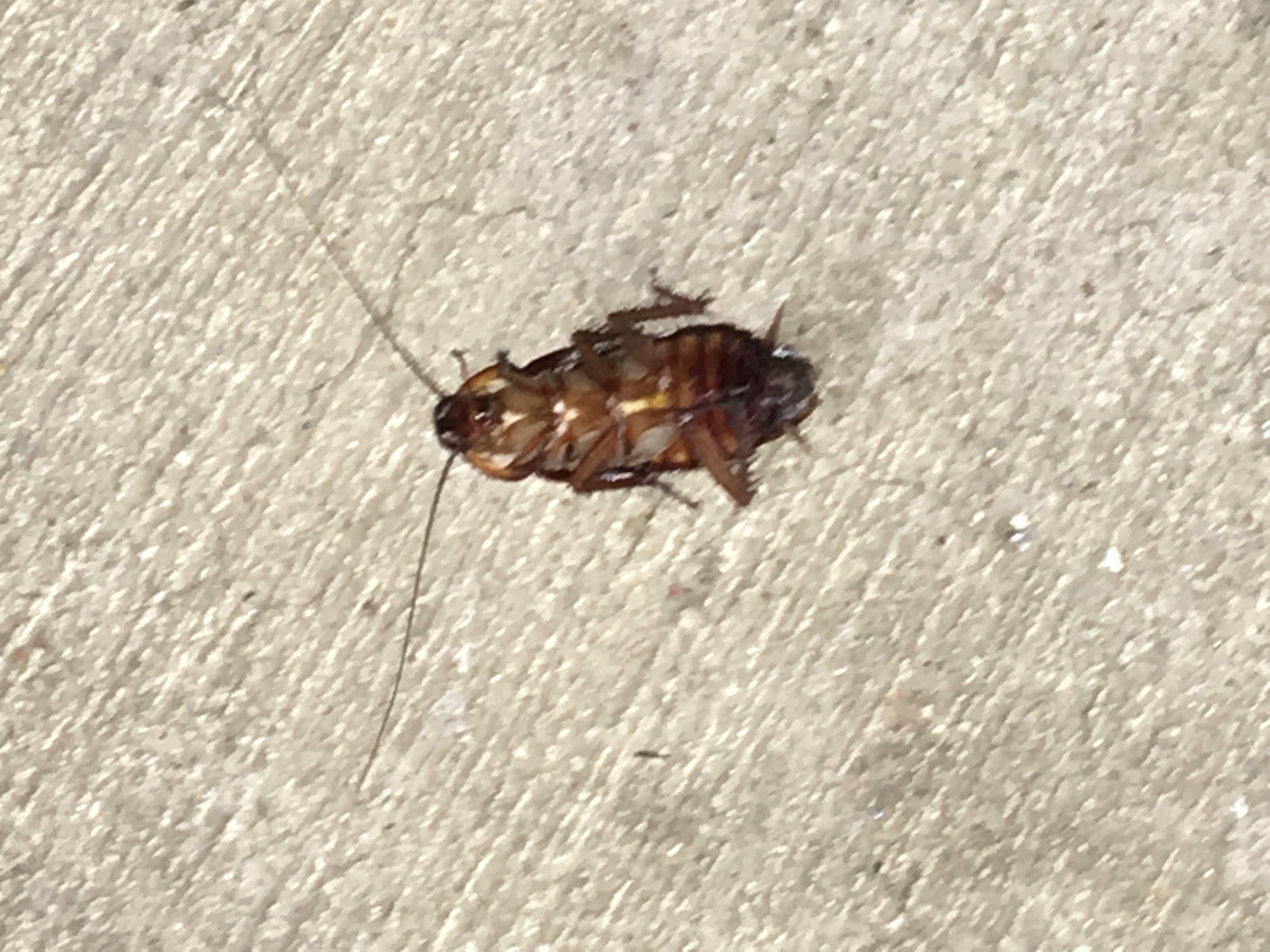 Dead American cockroach controlled by dust