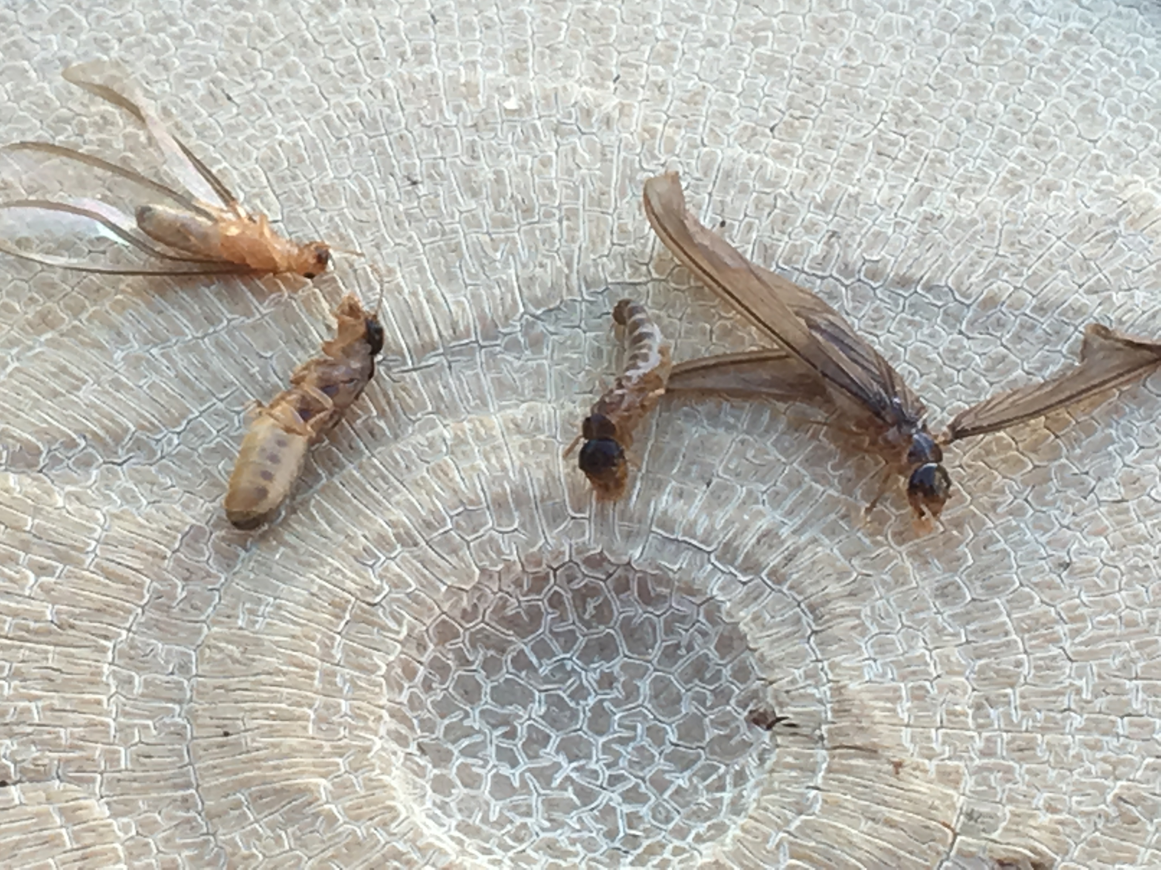 Male and female alates (flying termites) looking for a food source to start a new colony