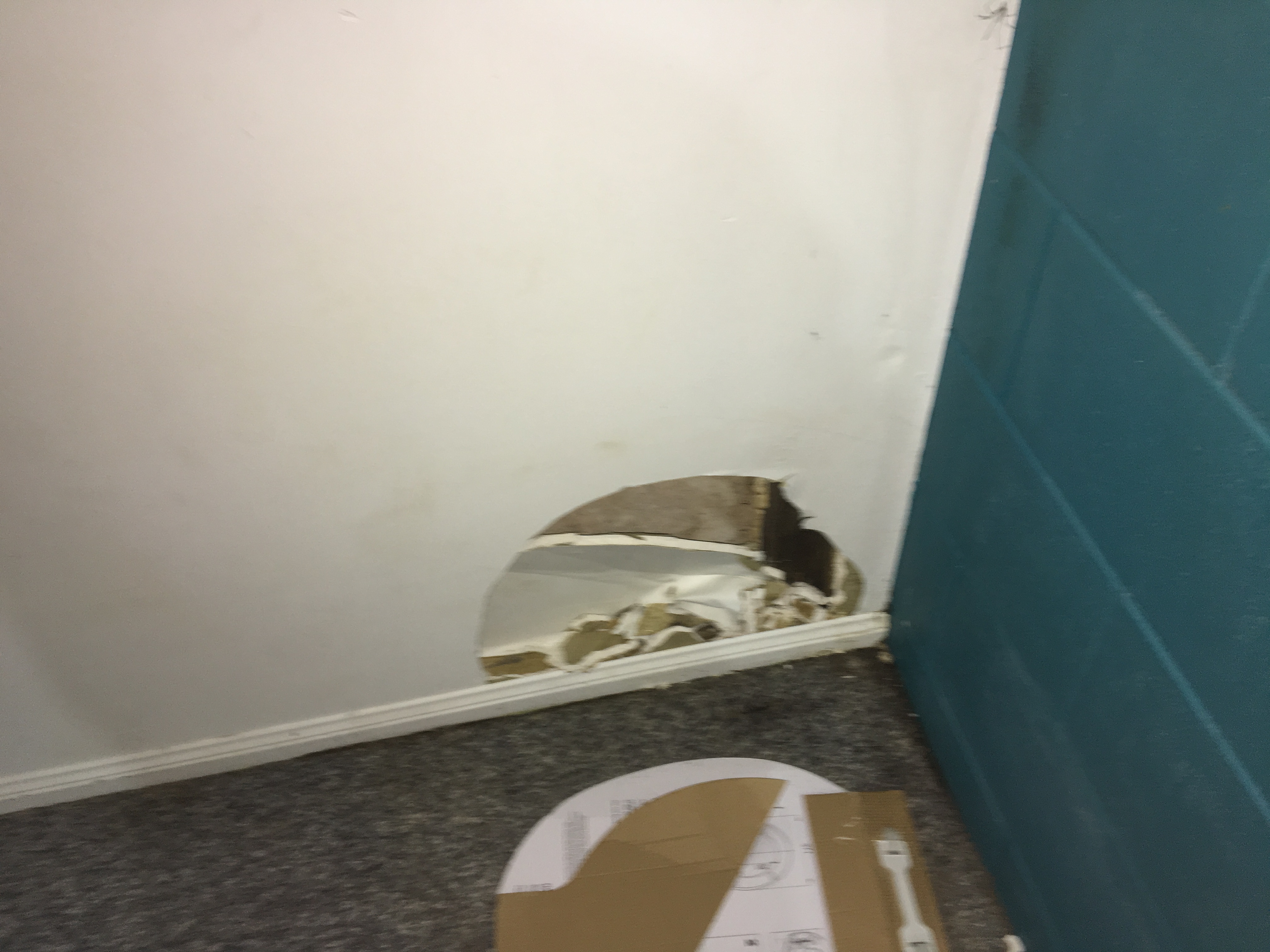 Wall damage by termite in Townsville