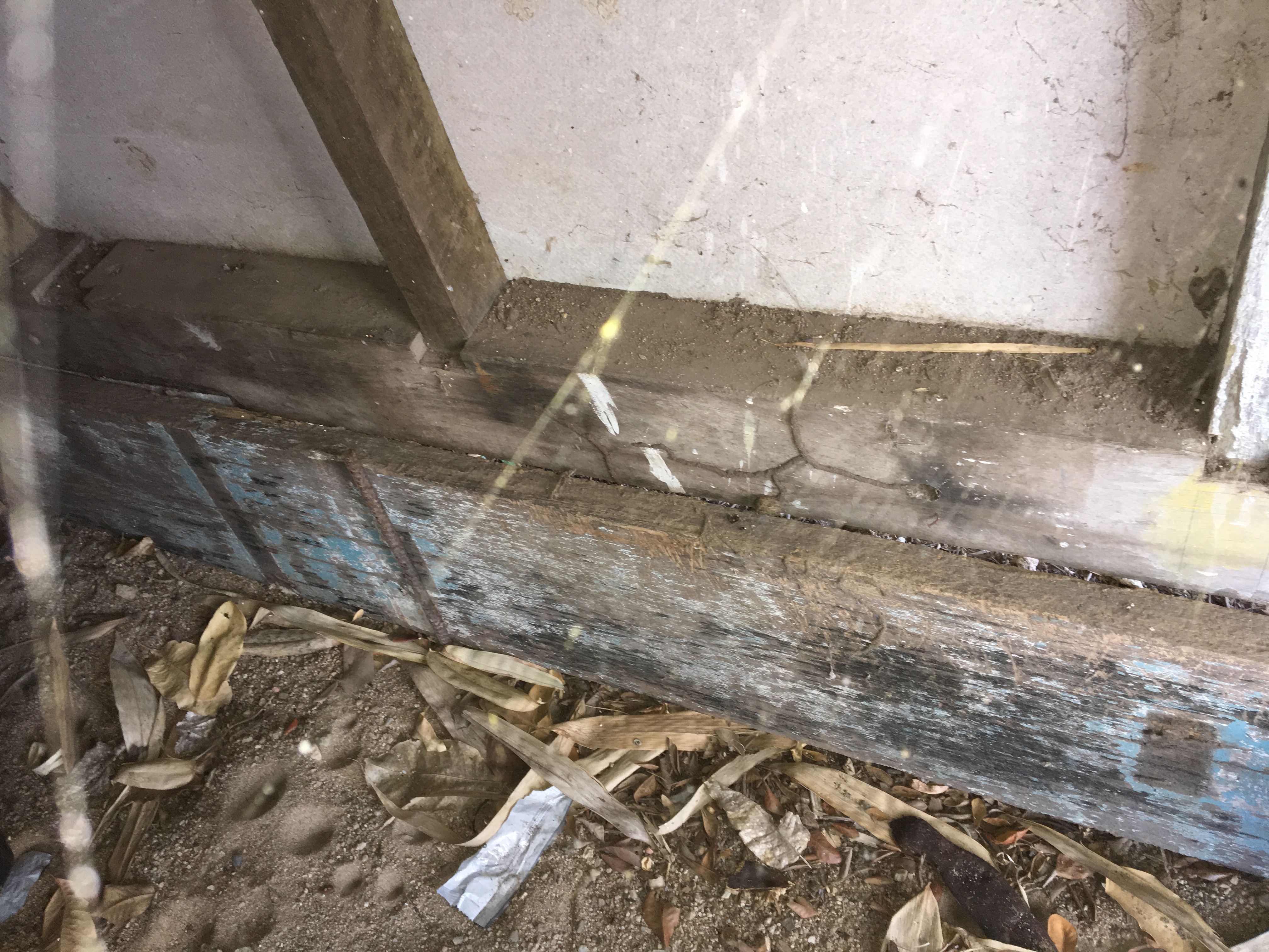Termite mud tracks