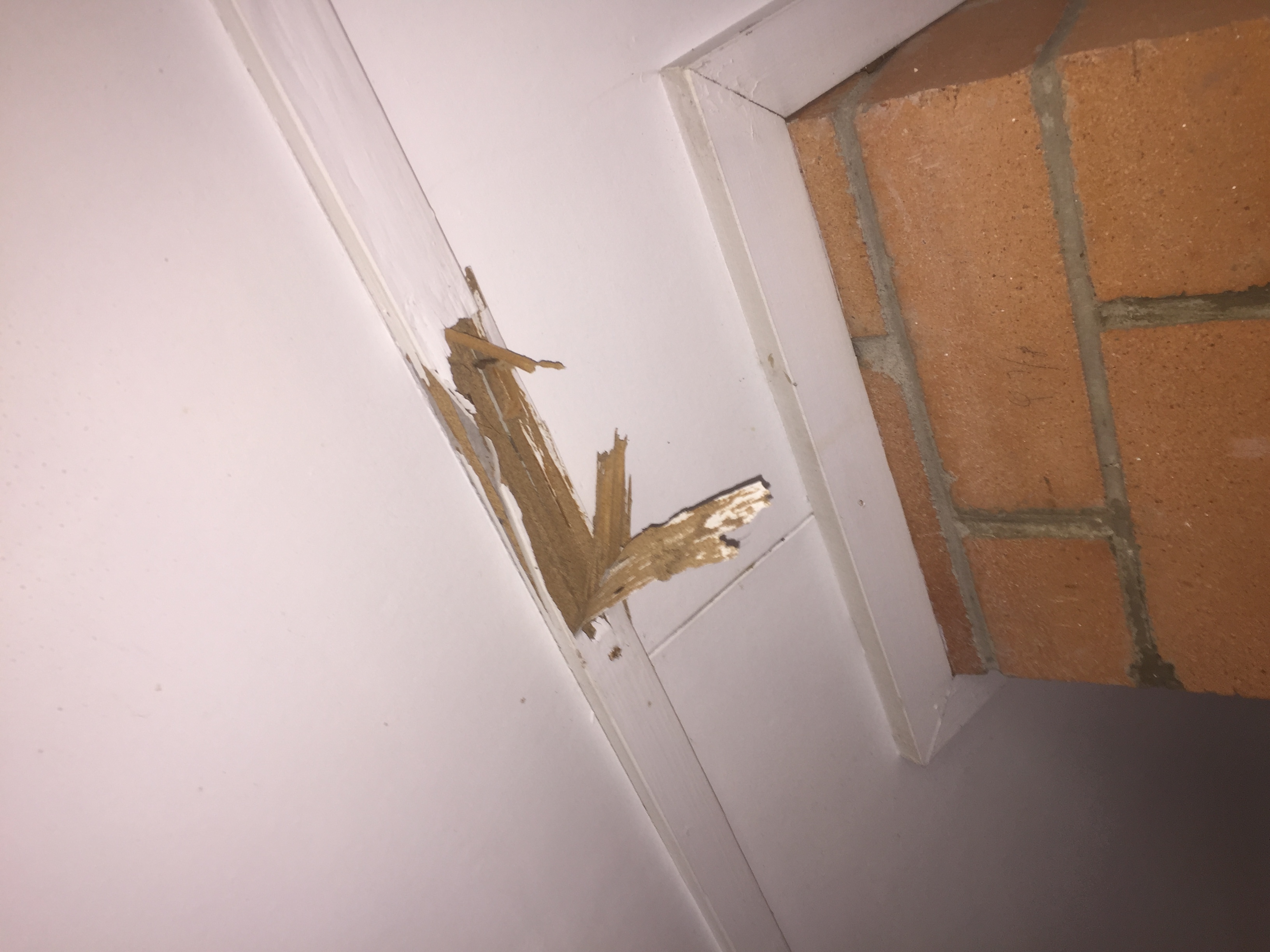 Termite damage to roof in garage