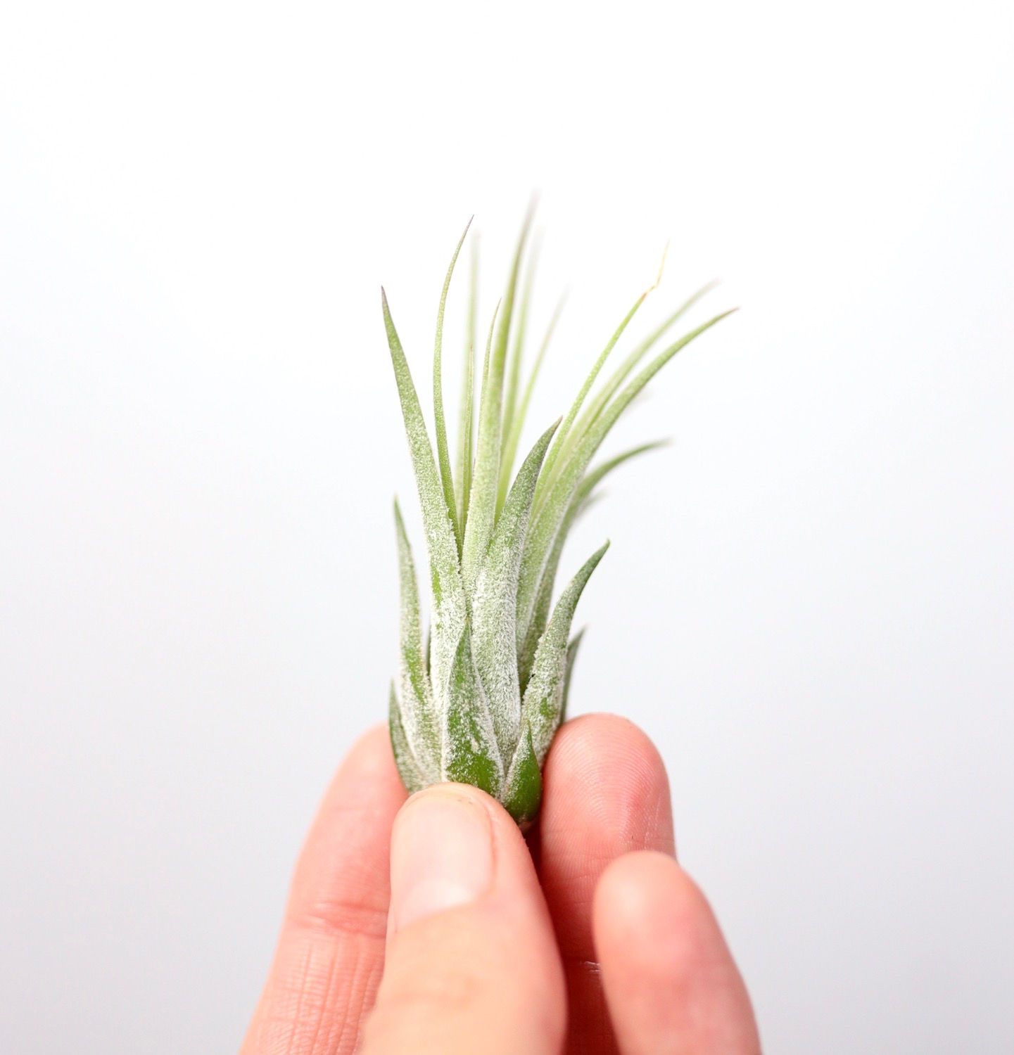 Tillandsia Ionantha Scaposa 