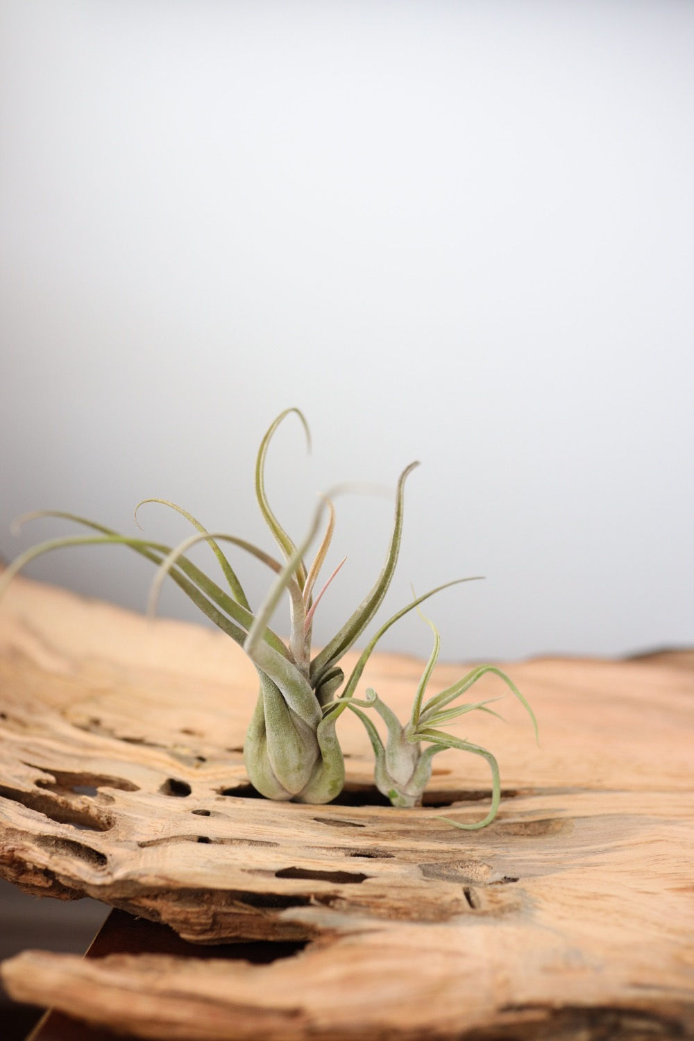 Tillandsia caput medusae 