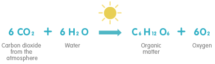 History Photosynthesis