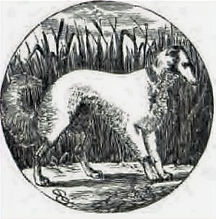 The-Persian-Greyhound-18_edited.jpg