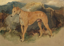 SCOTTISH GREYHOUND.jpg
