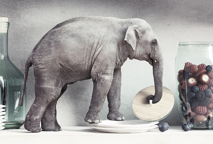 high-resolution-elephant_edited_edited.j