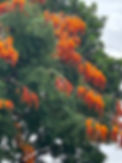 DBN Colville Glory flowers.jpeg