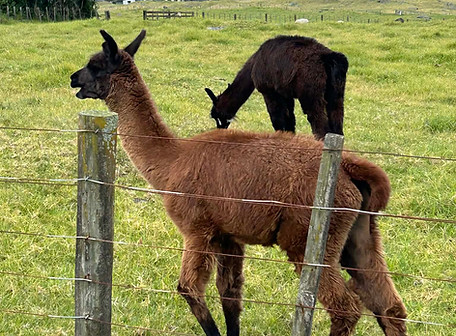 Ambury Llamas 1.jpeg