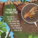 Thumbnail: Sloths and their Moths