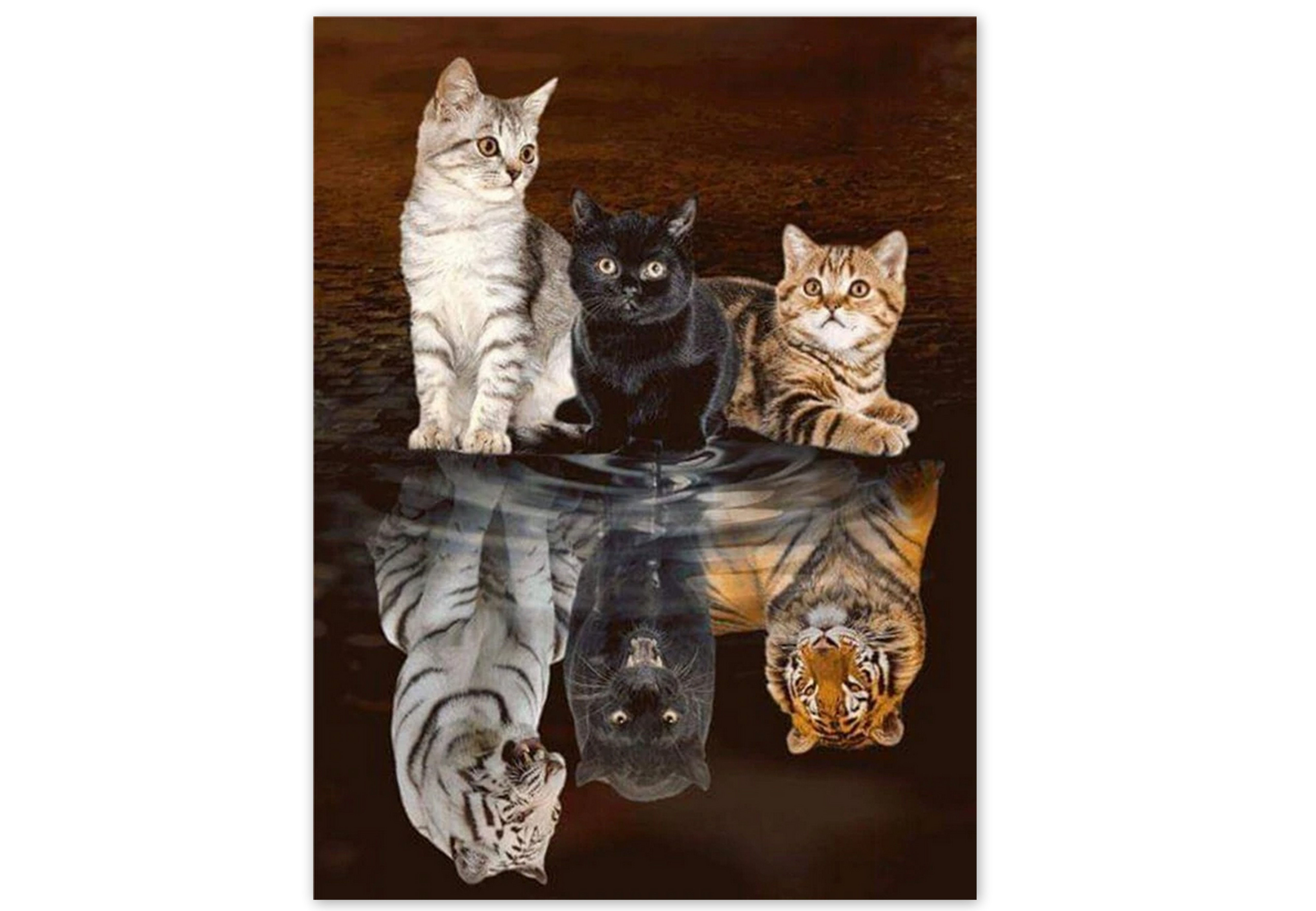 Le reflet des trois félins