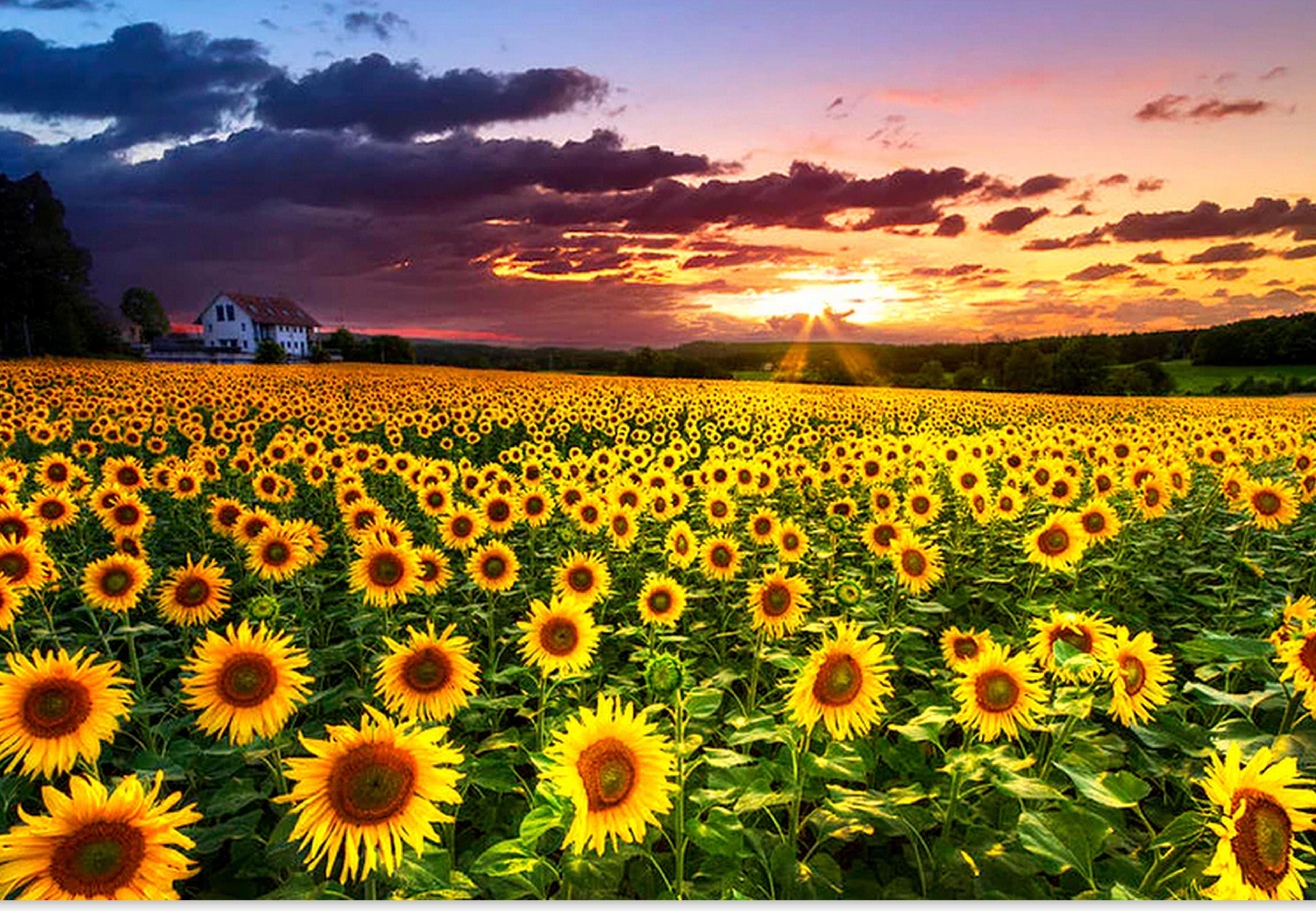 Le champs de tournesols