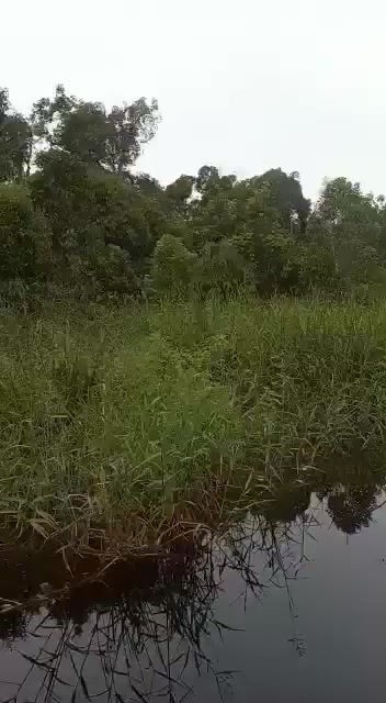 Thumbnail: Burns special blend  120 gram 