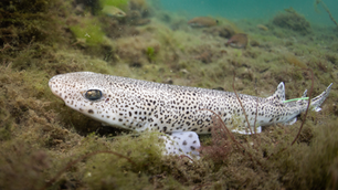 Inspiration: Hajar på västkusten – när havet får en ny chans att blomstra